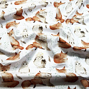 Cotton fabrics, by the meter. Squirrel and Owl on the White